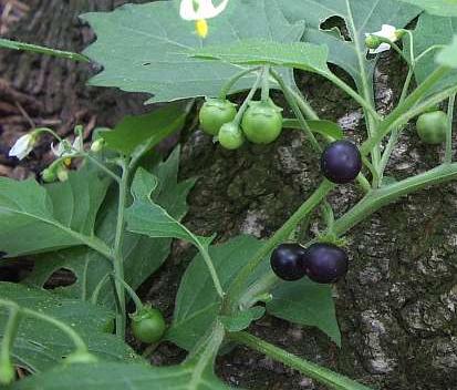 Solanum nigrum